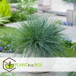 Festuca Glauca 'Elijah Blue' - Set Van 3 Festuca - Pot 9cm - Hoogte 10-15cm -Exporteren Tuin Verge Winkel 1000046224 0102