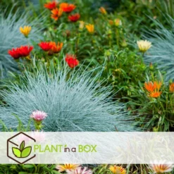 Festuca Glauca 'Elijah Blue' - Set Van 3 Festuca - Pot 9cm - Hoogte 10-15cm -Exporteren Tuin Verge Winkel 1000046224 0103