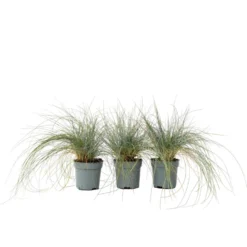 Festuca Glauca 'Elijah Blue' - Set Van 3 Festuca - Pot 9cm - Hoogte 10-15cm