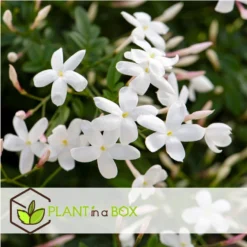 Jasminoides Officinale - Set Van 6 - Wit - Jasmijn - Pot 9cm - Hoogte 25-40cm -Exporteren Tuin Verge Winkel 1000046225 0102