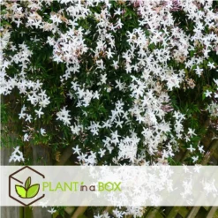 Jasminoides Officinale - Set Van 6 - Wit - Jasmijn - Pot 9cm - Hoogte 25-40cm -Exporteren Tuin Verge Winkel 1000046225 0103