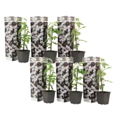 Jasminoides Officinale - Set Van 6 - Wit - Jasmijn - Pot 9cm - Hoogte 25-40cm