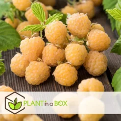 Framboosplanten - Set Van 6 - Gele Framboosplanten - Pot 9cm - Hoogte 25-40cm -Exporteren Tuin Verge Winkel 1000046231 0102