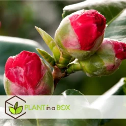 Camellia Japonica - Mix Van 6 - Rozen - Rood,wit,roze - Pot 9cm - Hoogte 25-40cm -Exporteren Tuin Verge Winkel 1000046233 0102