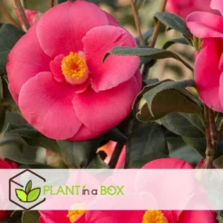 Camellia Japonica - Mix Van 6 - Rozen - Rood,wit,roze - Pot 9cm - Hoogte 25-40cm -Exporteren Tuin Verge Winkel 1000046233 0103