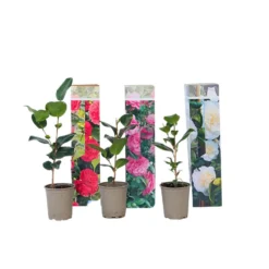 Camellia Japonica - Mix Van 6 - Rozen - Rood,wit,roze - Pot 9cm - Hoogte 25-40cm