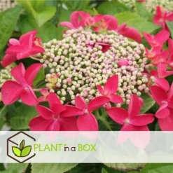 Hortensia Teller - Set Van 3 - Roze - Tuinhortensia - Pot 9cm - Hoogte 25-40cm -Exporteren Tuin Verge Winkel 1000046234 0102