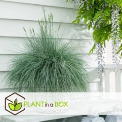 Festuca Glauca 'Elijah Blue' - Set Van 9 Festuca - Pot 9cm - Hoogte 10-15cm -Exporteren Tuin Verge Winkel 1000046236 0103