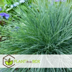 Festuca Glauca 'Elijah Blue' - Set Van 9 Festuca - Pot 9cm - Hoogte 10-15cm -Exporteren Tuin Verge Winkel 1000046236 0104