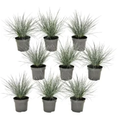 Festuca Glauca 'Elijah Blue' - Set Van 9 Festuca - Pot 9cm - Hoogte 10-15cm