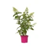 Hydrangea 'Pinky Winky' - Set Van 4 - Pluimhortensia - Pot 19cm - Hoogte 25-40cm