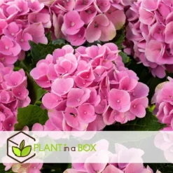 Hydrangea Macrophylla - Mix Van 3 - Hortensia - Pot 9cm - Hoogte 25-40cm -Exporteren Tuin Verge Winkel 1000046245 0103