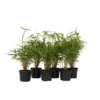 Fargesia Rufa - Set Van 6 - Niet Woekerende Bamboe - Pot 13cm - Hoogte 25-40cm