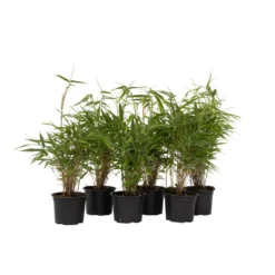 Fargesia Rufa - Set Van 6 - Niet Woekerende Bamboe - Pot 13cm - Hoogte 25-40cm