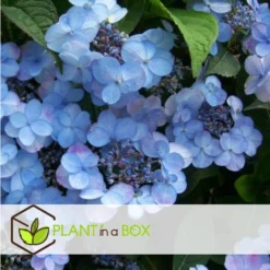 Hydrangea Serrata Summerglow - Set Van 2 - Hortensia - Pot 19cm - Hoogte 25-40cm -Exporteren Tuin Verge Winkel 1000046251 0103