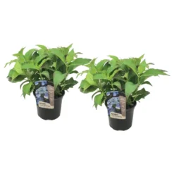 Hydrangea Serrata Summerglow - Set Van 2 - Hortensia - Pot 19cm - Hoogte 25-40cm