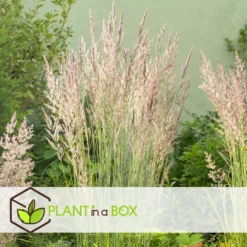 Calamagratis Overdam - Set Van 2 - Pot 23cm - Hoogte 20-30cm -Exporteren Tuin Verge Winkel 1000046255 0103