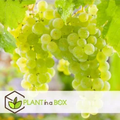 Druivenplanten - Mix Van 6 - Vitis Vinifera - Druif - Pot 9cm - Hoogte 25-40cm -Exporteren Tuin Verge Winkel 1000046259 0102