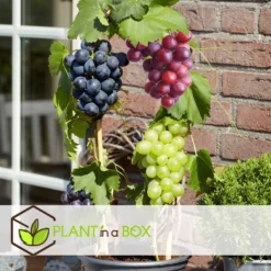 Druivenplanten - Mix Van 6 - Vitis Vinifera - Druif - Pot 9cm - Hoogte 25-40cm -Exporteren Tuin Verge Winkel 1000046259 0103