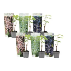 Druivenplanten - Mix Van 6 - Vitis Vinifera - Druif - Pot 9cm - Hoogte 25-40cm