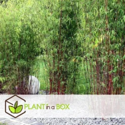 Fargesia Asian - Set Van 3 - Niet Woekerende Bamboe - Pot 13cm - Hoogte 25-40cm -Exporteren Tuin Verge Winkel 1000046264 0102