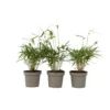Fargesia Asian - Set Van 3 - Niet Woekerende Bamboe - Pot 13cm - Hoogte 25-40cm