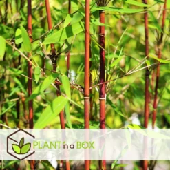 Fargesia Asian - Set Van 6 - Niet Woekerende Bamboe - Pot 13cm - Hoogte 25-40cm -Exporteren Tuin Verge Winkel 1000046265 0103