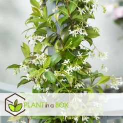 Jasmijn XL - Klimplant - Pot 17cm - Hoogte 110-120cm -Exporteren Tuin Verge Winkel 1000046266 0103