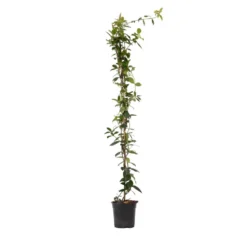 Jasmijn XL - Klimplant - Pot 17cm - Hoogte 110-120cm