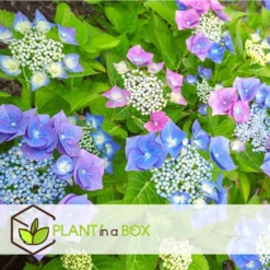 Hortensia Teller - Mix Van 6 - Tuinhortensia - Pot 9cm - Hoogte 25-40cm -Exporteren Tuin Verge Winkel 1000046269 0102