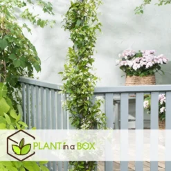 Exporteren Tuin Verge Winkel -Exporteren Tuin Verge Winkel 1000046270 0101