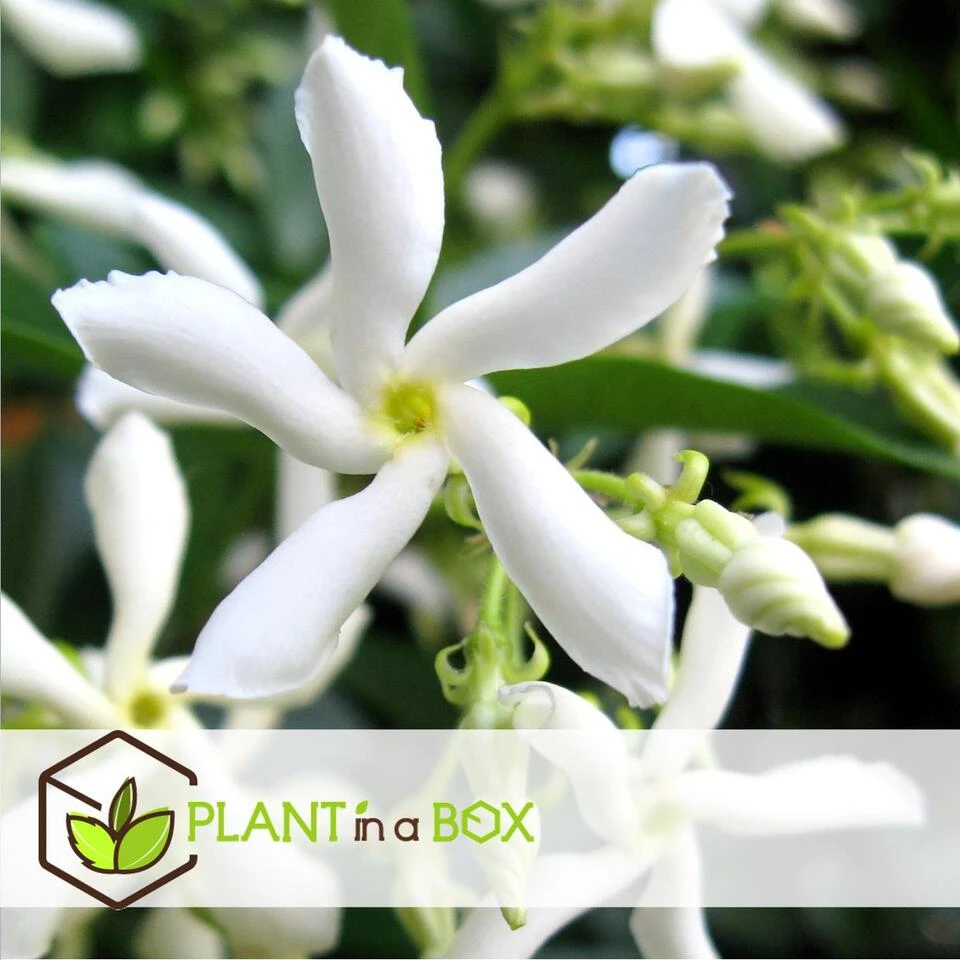 Jasmijn XL - Set Van 2 - Klimplant - Pot 17cm - Hoogte 110-120cm 4 Jasmijn XL - Set Van 2 - Klimplant - Pot 17cm - Hoogte 110-120cm - Afbeelding 4