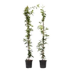 Exporteren Tuin Verge Winkel 16 Jasmijn XL - Set Van 2 - Klimplant - Pot 17cm - Hoogte 110-120cm