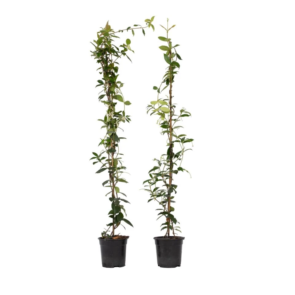 Jasmijn XL - Set Van 2 - Klimplant - Pot 17cm - Hoogte 110-120cm 1 Jasmijn XL - Set Van 2 - Klimplant - Pot 17cm - Hoogte 110-120cm
