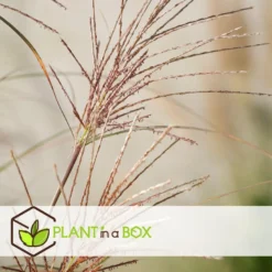 Miscanthus Gracilimus - Set Van 2 - Siergrassen - Pot 23cm - Hoogte 40-60cm -Exporteren Tuin Verge Winkel 1000046271 0102