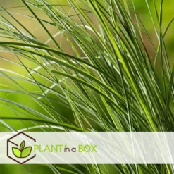 Miscanthus Gracilimus - Set Van 2 - Siergrassen - Pot 23cm - Hoogte 40-60cm -Exporteren Tuin Verge Winkel 1000046271 0103