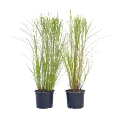 Miscanthus Gracilimus - Set Van 2 - Siergrassen - Pot 23cm - Hoogte 40-60cm