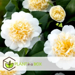 Camellia Japonica - Mix Van 3 - Rozen - Rood,wit,roze - Pot 9cm - Hoogte 25-40cm -Exporteren Tuin Verge Winkel 1000046272 0103