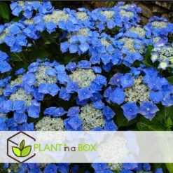 Hortensia Teller - Set Van 3 - Blauw - Tuinhortensia - Pot 9cm - Hoogte 25-40cm -Exporteren Tuin Verge Winkel 1000046273 0103