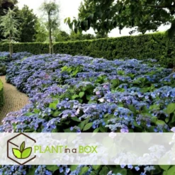 Hydrangea Serrata Summerglow - Set Van 4 - Hortensia - Pot 19cm - Hoogte 25-40cm -Exporteren Tuin Verge Winkel 1000046275 0102