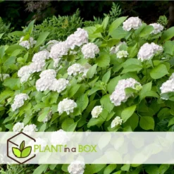 Hydrangea Macrophylla - Wit - Set Van 6 - Hortensia - Pot 9cm - Hoogte 25-40cm -Exporteren Tuin Verge Winkel 1000046277 0103