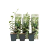 Toscaanse Jasmijn - Set Van 3 - Tuinplanten - Wit - Pot 9cm - Hoogte 25-40cm