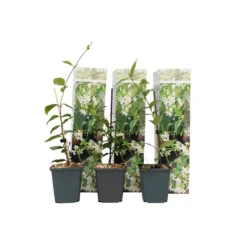 Toscaanse Jasmijn - Set Van 3 - Tuinplanten - Wit - Pot 9cm - Hoogte 25-40cm