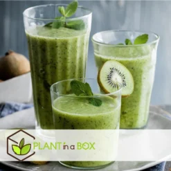 Smoothie Mix - Mix Van 8 - Goji,Cranberry,bes, Kiwi - Pot 9cm - Hoogte 25-40cm -Exporteren Tuin Verge Winkel 1000046284 0103