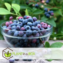Blueberry 'Sunshine Blue' - Set Van 6 - Bessenplant - Pot 9cm - Hoogte 25-40cm -Exporteren Tuin Verge Winkel 1000046291 0103
