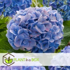 Hydrangea Macrophylla - Blauw - Set Van 6 - Hortensia - Pot 9cm - Hoogte 25-40cm -Exporteren Tuin Verge Winkel 1000046297 0103
