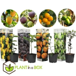 Medi Mix - Set Van 4 - Mediterrane Fruitbomen - Pot 9cm - Hoogte 25-40cm -Exporteren Tuin Verge Winkel 1000046298 0102