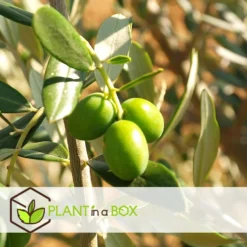 Medi Mix - Set Van 4 - Mediterrane Fruitbomen - Pot 9cm - Hoogte 25-40cm -Exporteren Tuin Verge Winkel 1000046298 0103