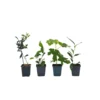 Medi Mix - Set Van 4 - Mediterrane Fruitbomen - Pot 9cm - Hoogte 25-40cm