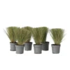 Stipa Tenuifolia 'Pony Tails' - Set Van 6 - Gras - Pot 9cm - Hoogte 20-30cm